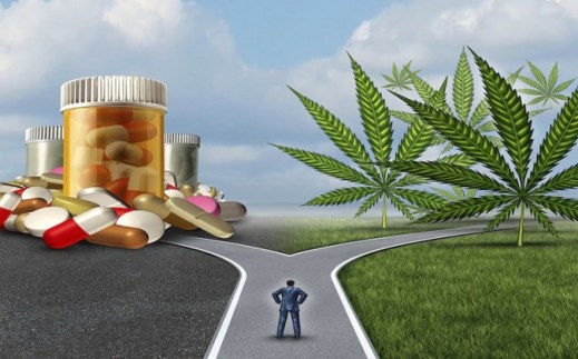 cannabis road  80% of respondents reported substituting cannabis for prescription drugs.